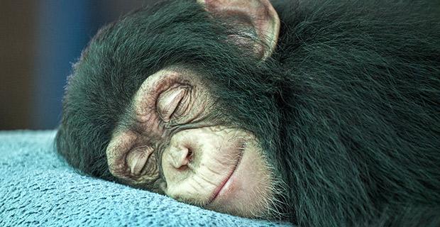 Aterrador: Científico asegura haber trasplantado la cabeza a un mono-0
